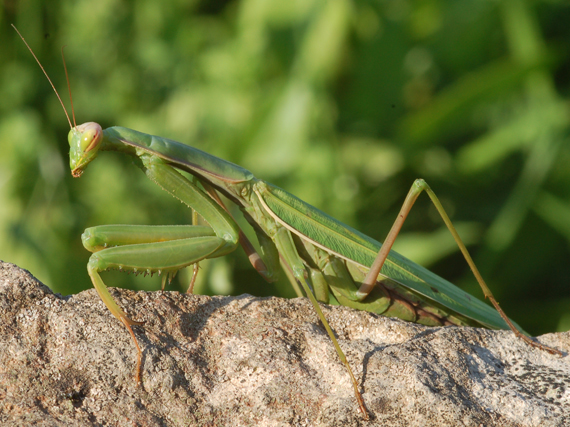 Mantis religiosa femmina